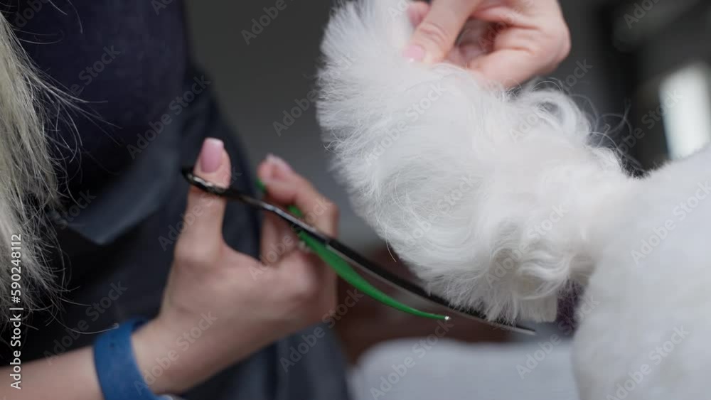 Haircut of a cute dog. white maltese, close up. prores 422, 4K Haircut of a cute dog. white maltese, close up. prores 422, 4K