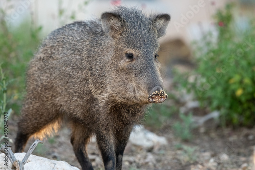 Collared peccary in Arizona