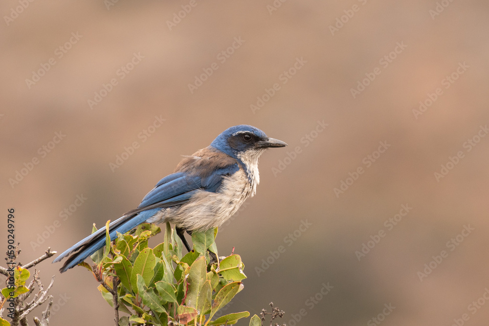 Island scrub jay on top of bush Island scrub jay on top of bush