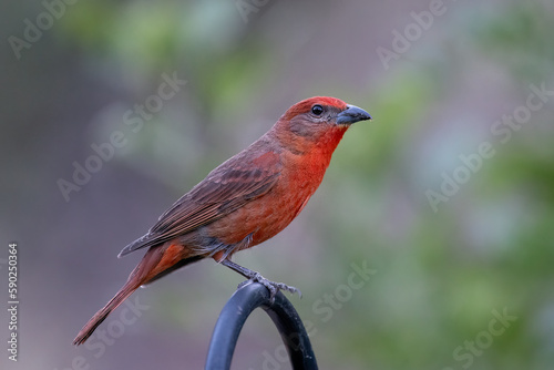 Hepatic tanager on perch © Griffin