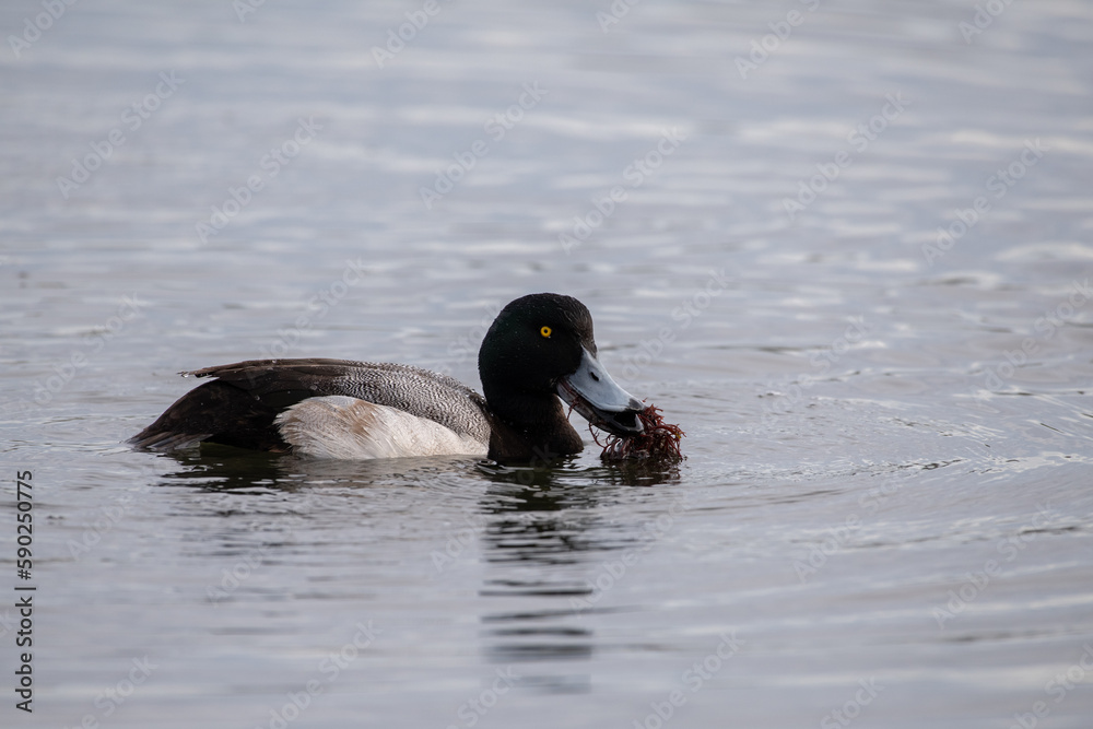 Fototapeta premium Lesser scaup in lake
