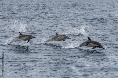 Long-beaked common dolphin group jumping © Griffin