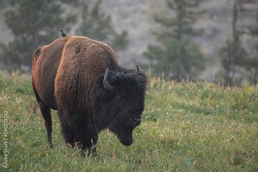 American bison