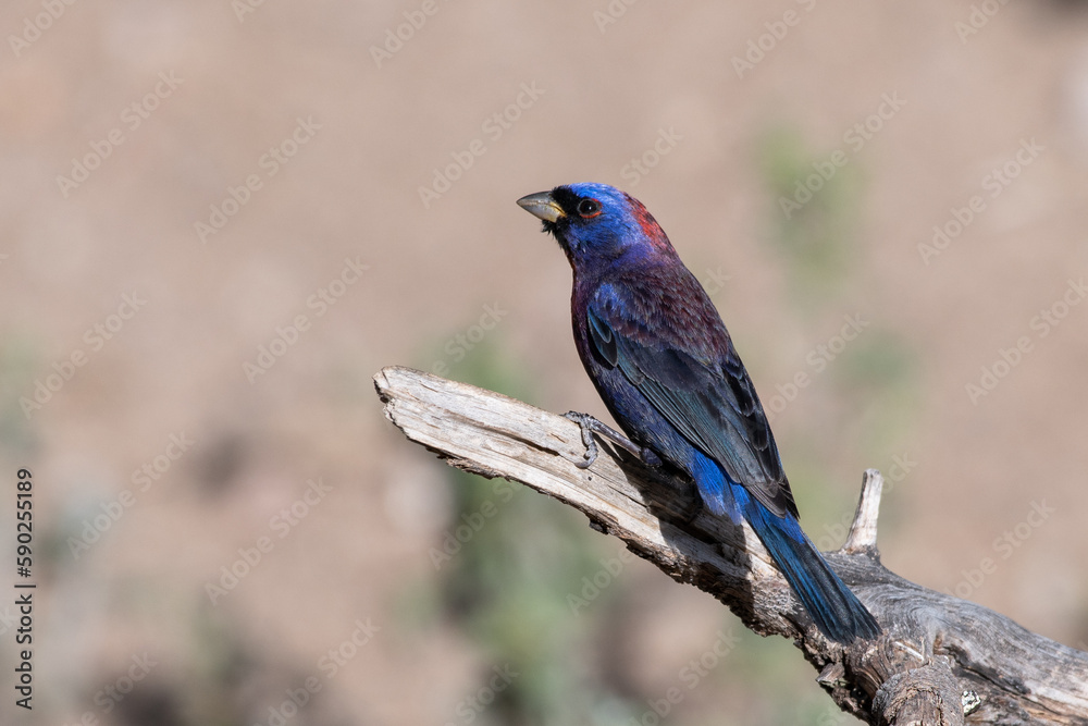 Varied bunting on perch