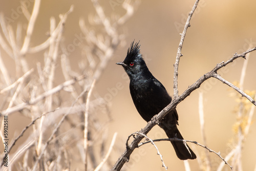 Phainopepla on perch  photo