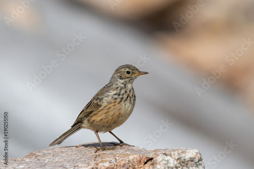 American pipit on mountain 