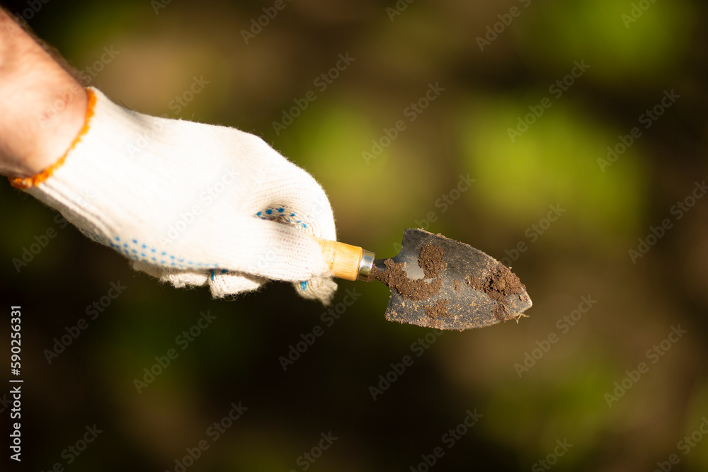 Left-hander is holding small toy shovel that shows dirt from ground. Farmer's hand in white work cotton glove. Spring gardening season. Concept of planting and harvesting. Blurred green background