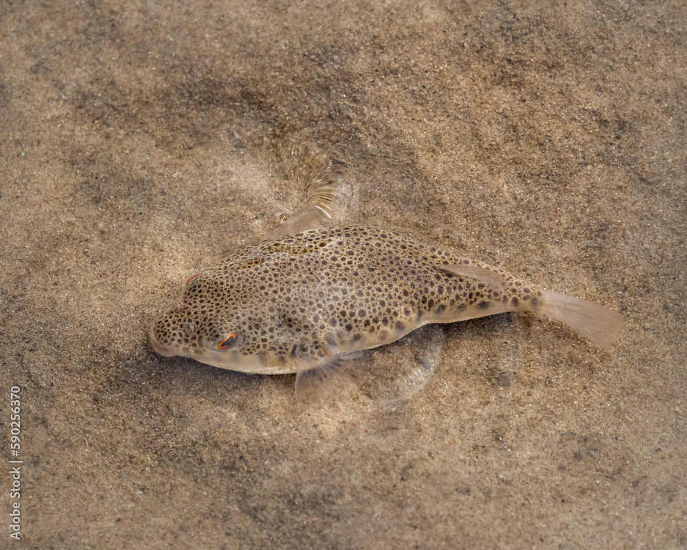 Common Toadfish or Pufferfish (Tetractenos hamiltoni) deadly