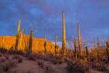 Saguaro desert