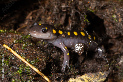 Spotted salamander
