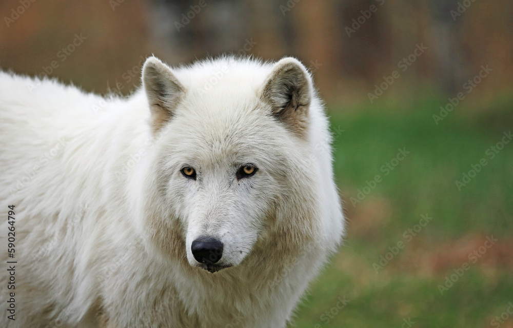 Arctic Wolfdog portrait - Canada