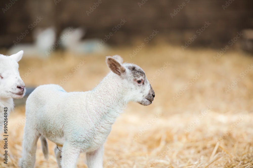 Obraz premium A baby newborn lamb looks sideways as it stands in a lambing pen on a farm in Norfolk, UK