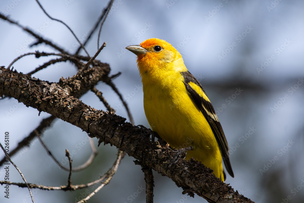 Western tanager Western tanager