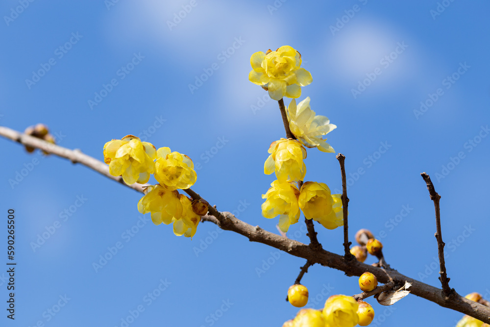 Wintersweet flowers blooming in early spring. Wintersweet flowers blooming in early spring.
