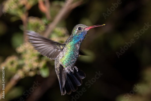 Broad-billed hummingbird in flight