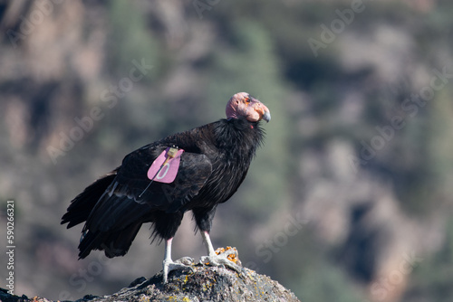 California condor on rock