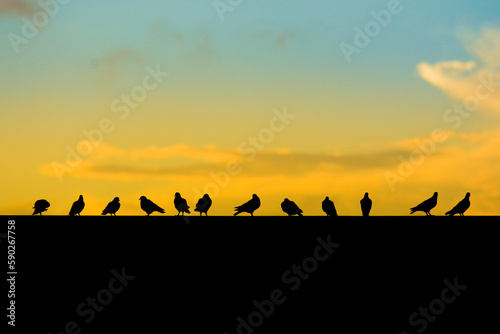 birds silhouette of a flock of birds in the sunset