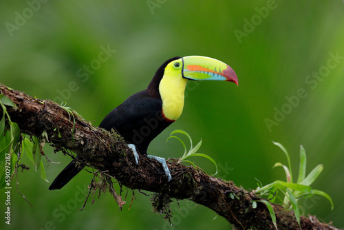 Keel-billed Toucan perching on branch