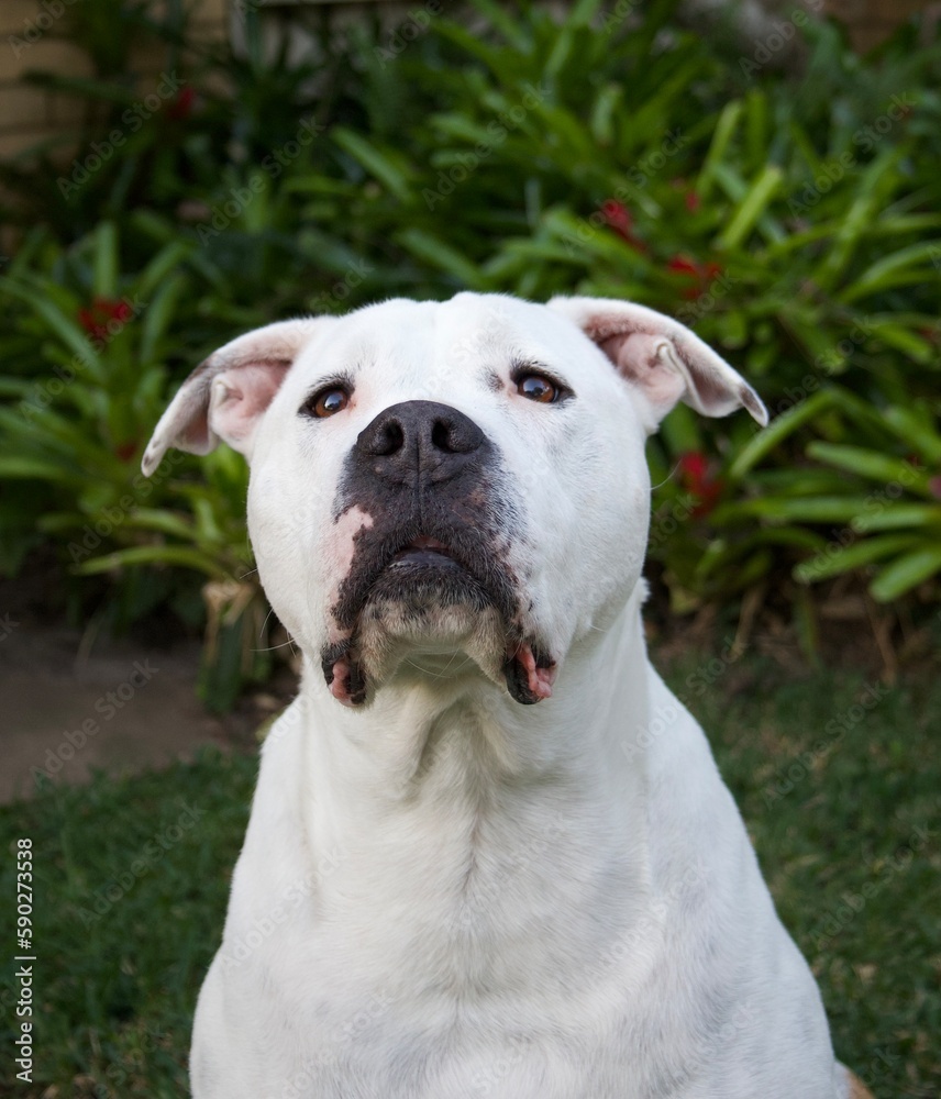 portrait of a bull arab dog portrait of a bull arab dog