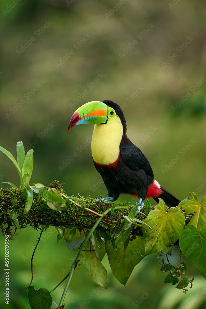Fototapeta premium Keel-billed Toucan perching on branch