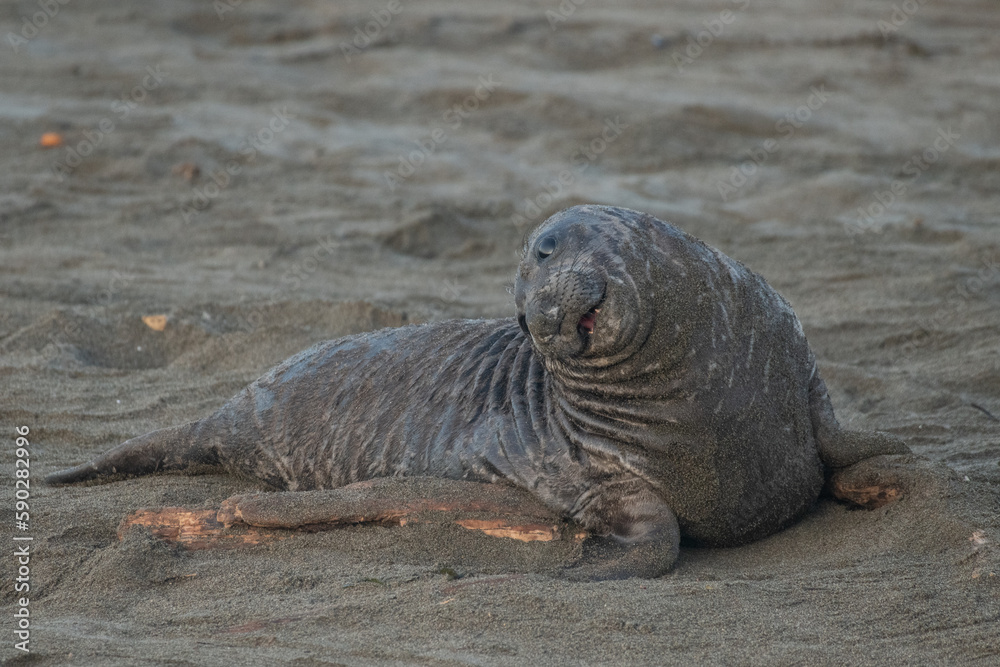Fototapeta premium Elephant seal pup
