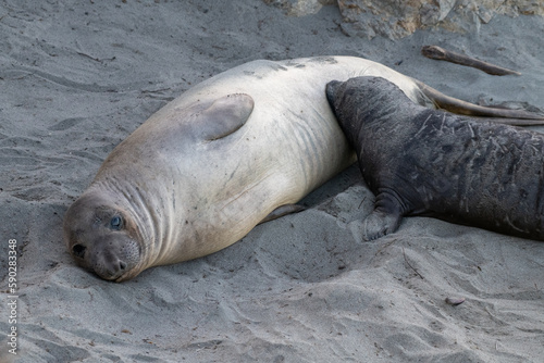 Elephant seal nursing 