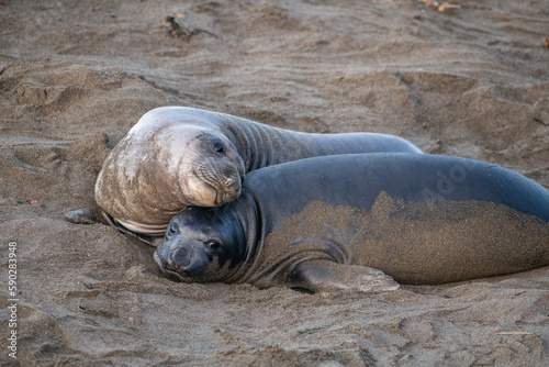 Elephant seal pups