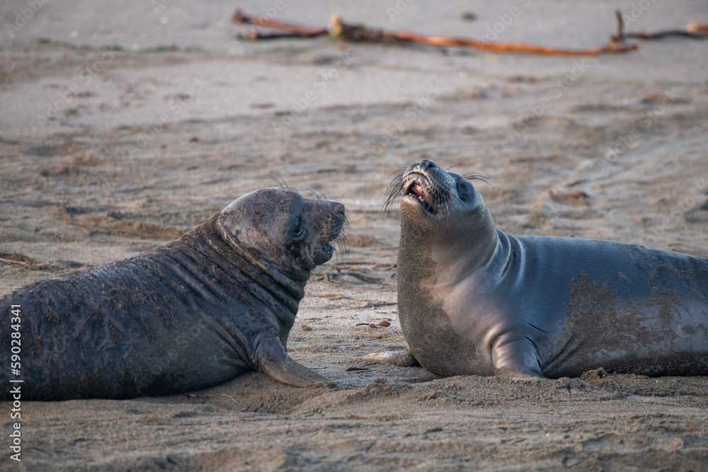 Fototapeta premium Elephant seal pups