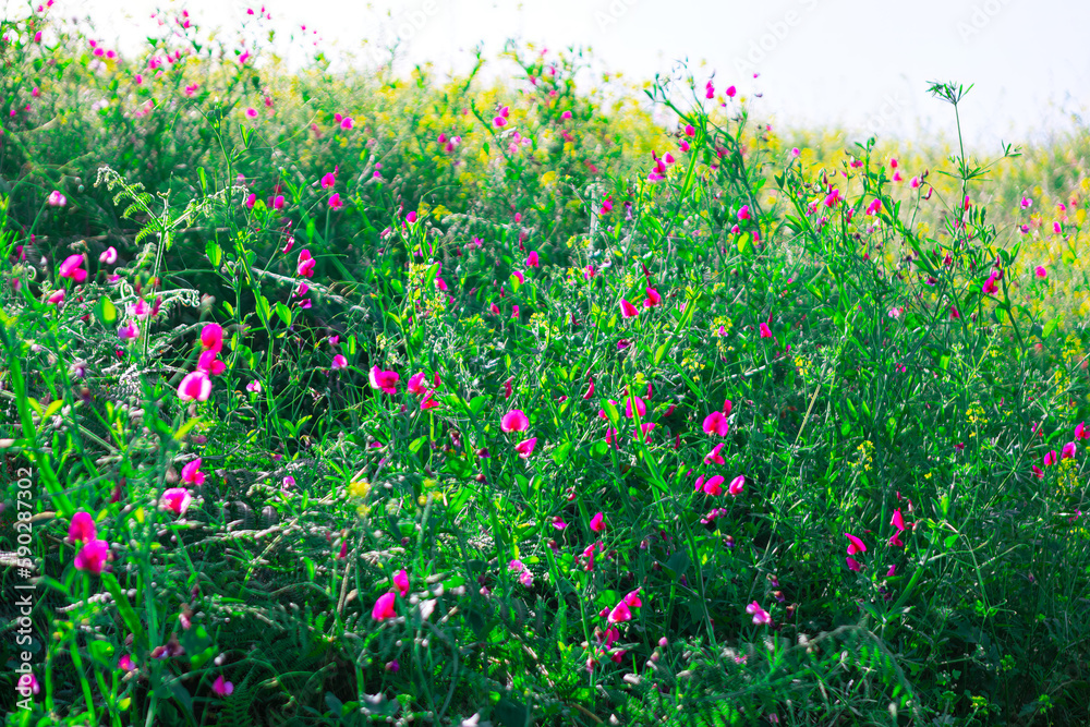 uncultivated plants and flowers