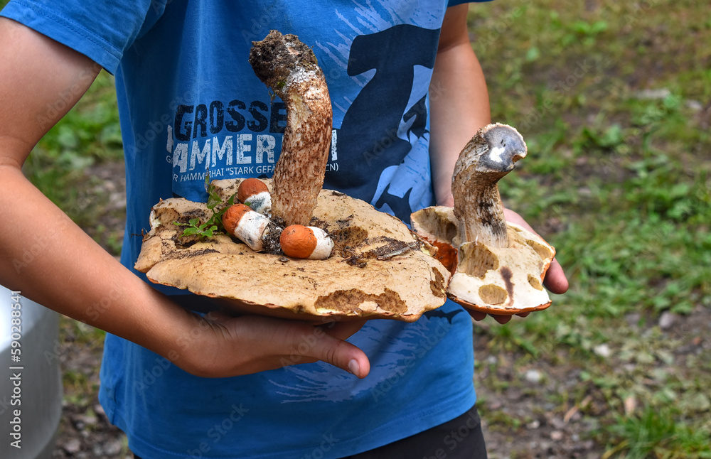 boy holding huge mushrooms 