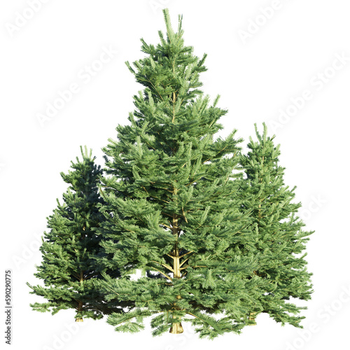 small conifer group  isolated on transparent background