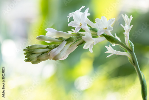 Fotografie Tuberose or Polianthes tuberosa flowers on nature background.