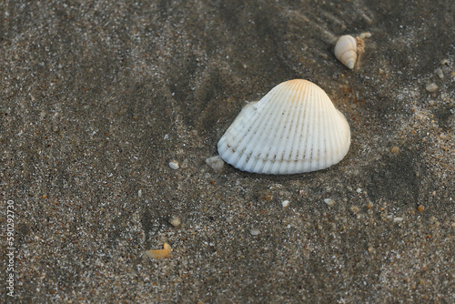 Seashells on the sand. Selective focus. nature.
