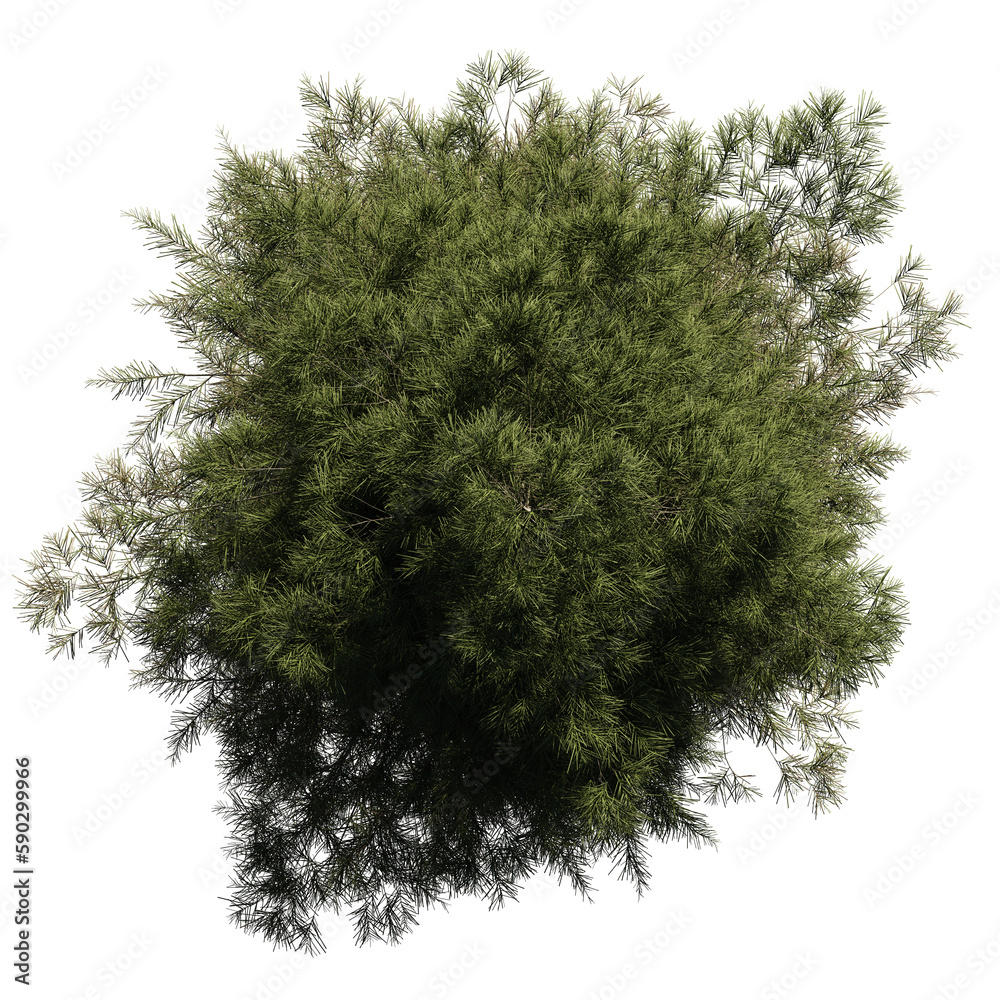 tall fir tree from above, beautiful lush plant, isolated on transparent background