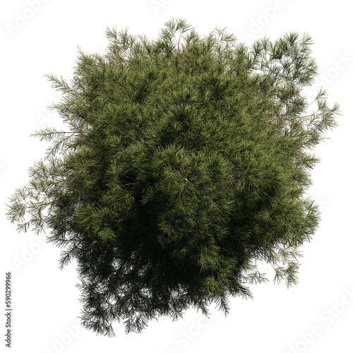 Obraz na płótnie tall fir tree from above, beautiful lush plant, isolated on transparent background w salonie