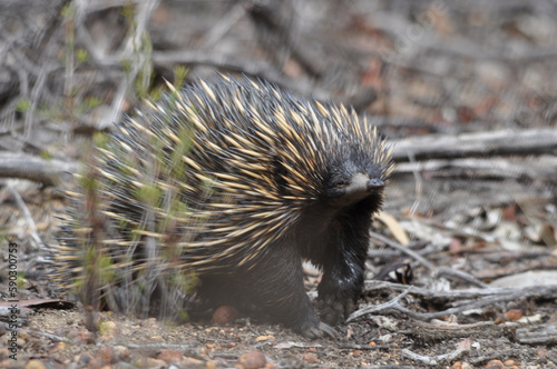 Echidna covered in quills searching for ants