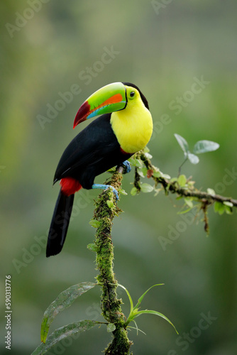 Keel-billed Toucan perching on branch