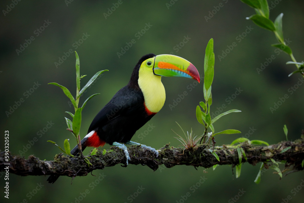 Keel-billed Toucan perching on a branch Keel-billed Toucan perching on a branch