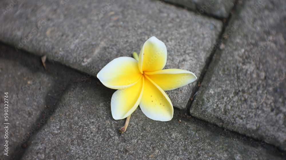 yellow frangipani flowers falling on the gray paving stone floor yellow frangipani flowers falling on the gray paving stone floor