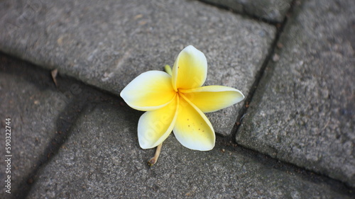yellow frangipani flowers falling on the gray paving stone floor