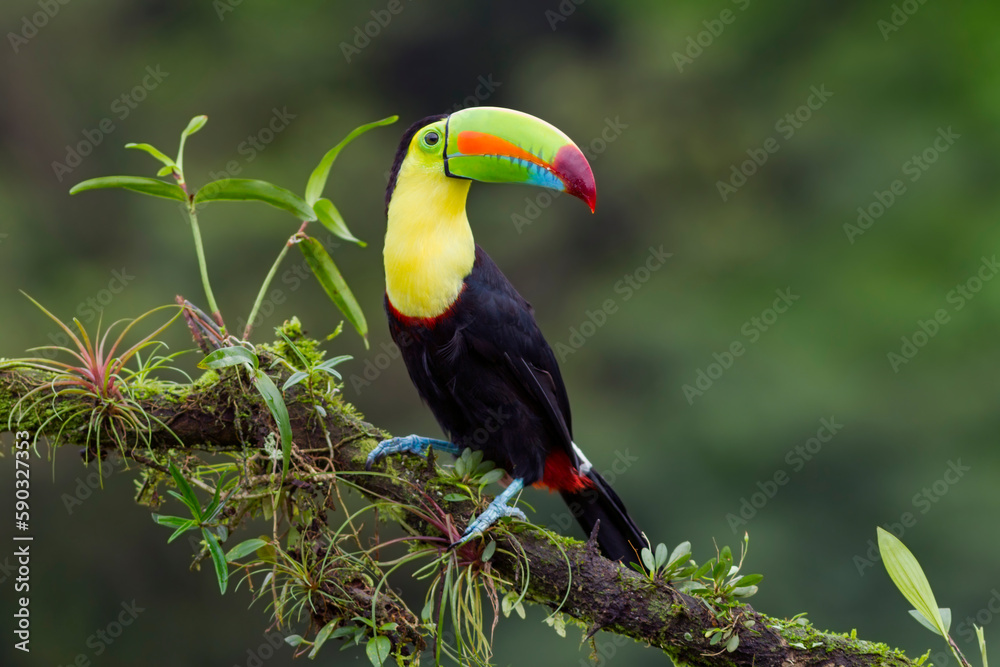 Fototapeta premium Keel-billed Toucan perching on a branch