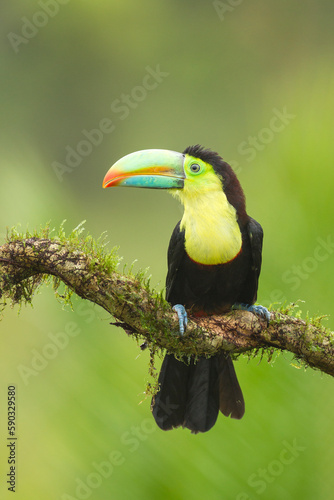 Keel-billed Toucan perching on a branch