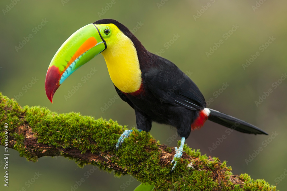 Fototapeta premium Keel-billed Toucan perching on a branch