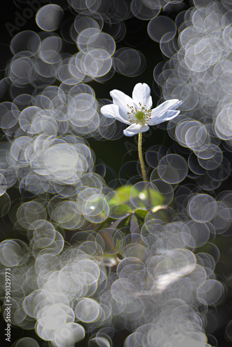 Buschwindroeschen Anemone nemorosa photo