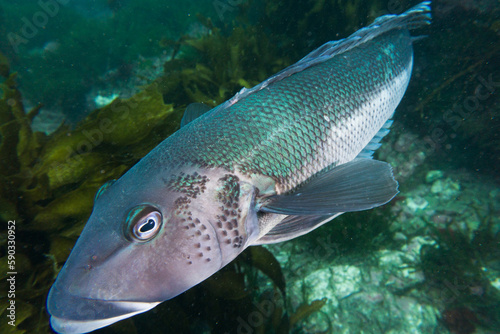 Blue cod, Parapercis colias