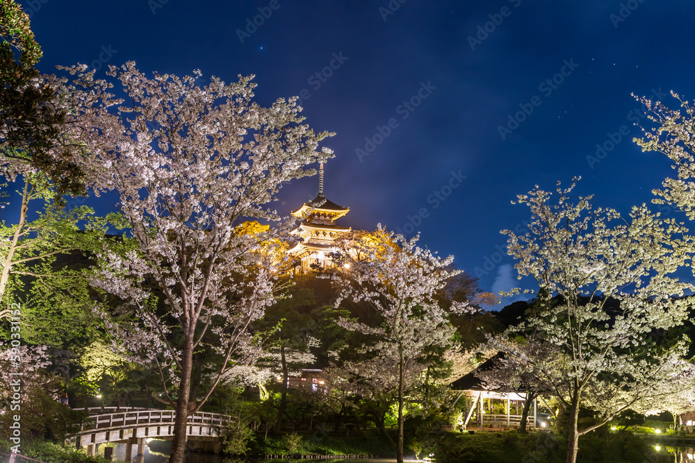 横浜市三渓園ライトアップで水面に映る夜桜と三重塔 横浜市三渓園ライトアップで水面に映る夜桜と三重塔