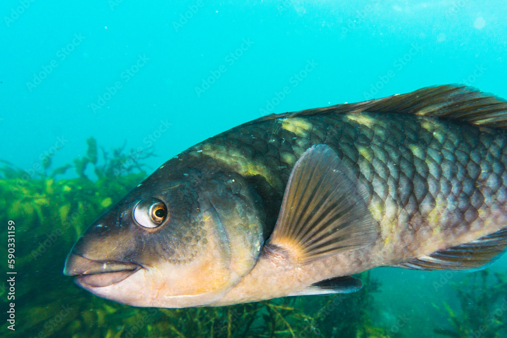 Fototapeta premium Purple wrasse, Notolabrus fucicola