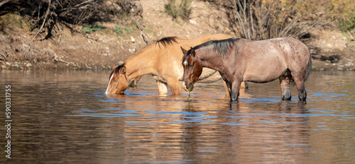 Bay roan and dun colored wild horses feeding on eel grass in the Salt River near Mesa Arizona United States