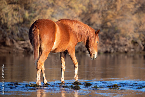 Sunlight on red bay stallion walking in the Salt River canyon near Phoenix Arizona United States photo