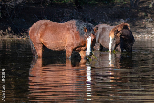 Sunlight on red bay and liver chestnut wild horse stallions feeding on water grass in the Salt River near Mesa Arizona United States photo